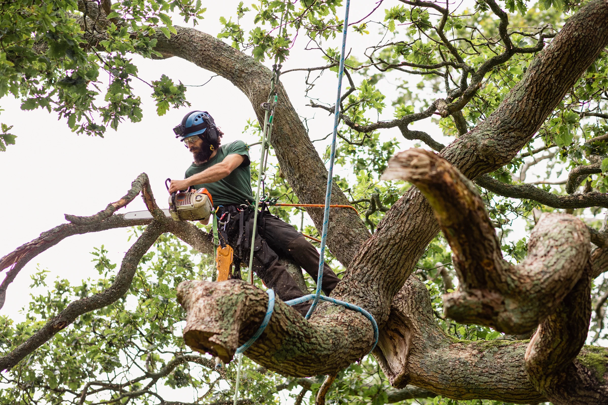 Arborist in harness trimming tree branches with a chainsaw high in the canopy